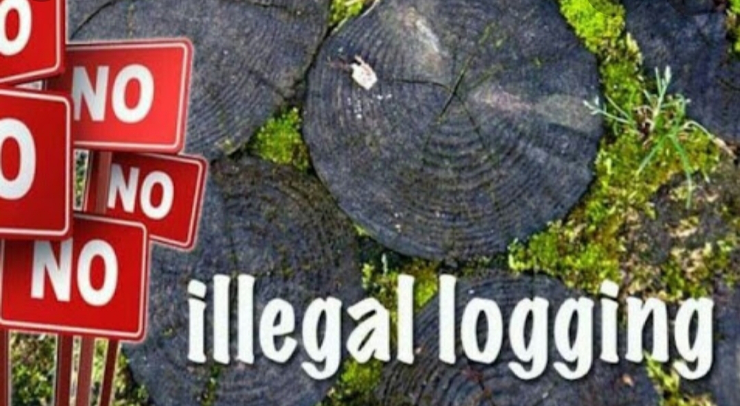Ilegal loging (ilustrasi.net)