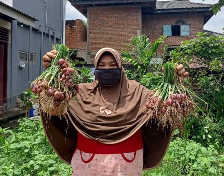 Panen bawang hasil pekarangan