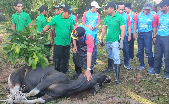 Gubernur Sumbar, Mahyeldi Ansharullah Sembelih sapi Kurban Karyawan bank Nagari di Kantor Bypass Pengambiran Padang