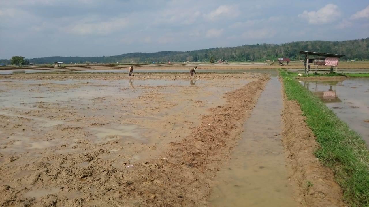 Lokasi persiapan Minapadi di Jorong Bukit Mindawa, Nagari Sikabau, Kecamatan Pulau Punjung, Kab Dharmasraya.