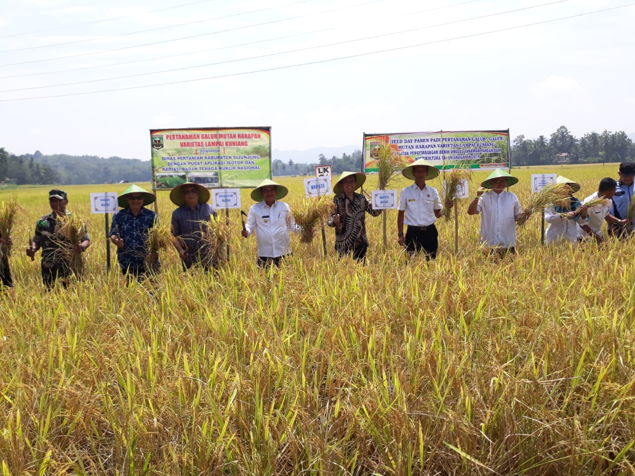 Panen padi Lampai Kuning di Keltan Taruko
