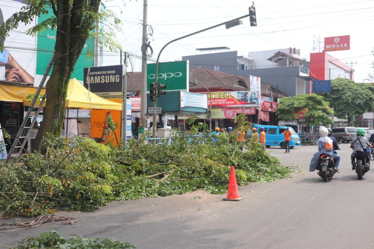 Penebangan pohon pelindung yang sudah tua dan lapuk di Payakumbuh