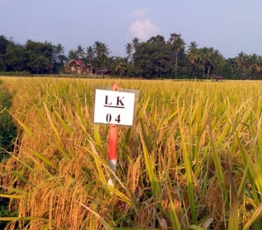Lampai Sirandai, padi varietas baru dari Sijunjung