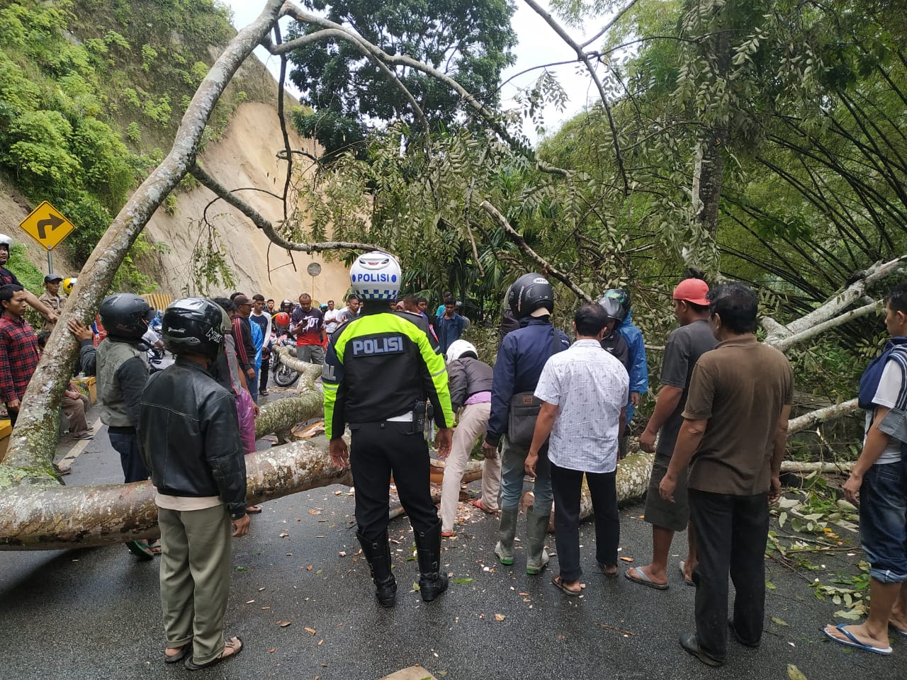 Pohon tumbang di Kelok Cindue, Bukittinggi