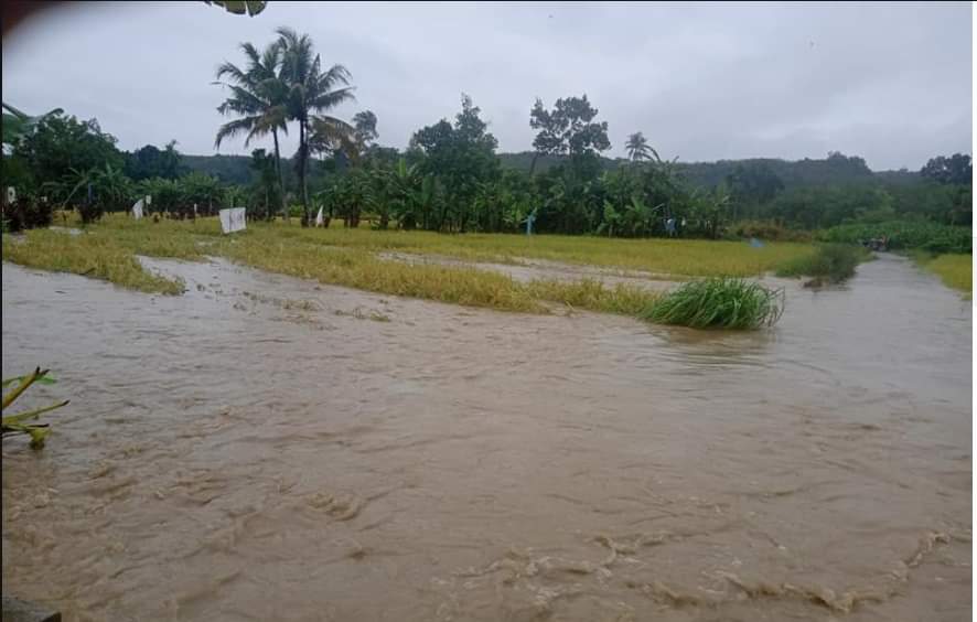 Banjir rendam sawah masyarakat Lubuak Hijau Rao Utara, Pasaman