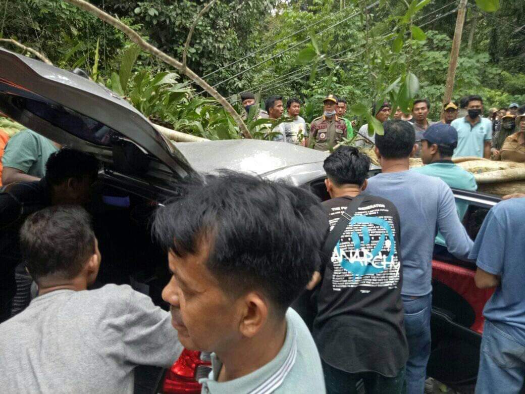 Mobil Anggota DPRD Pasaman saat ditimpa pohon di Rimbo Panti