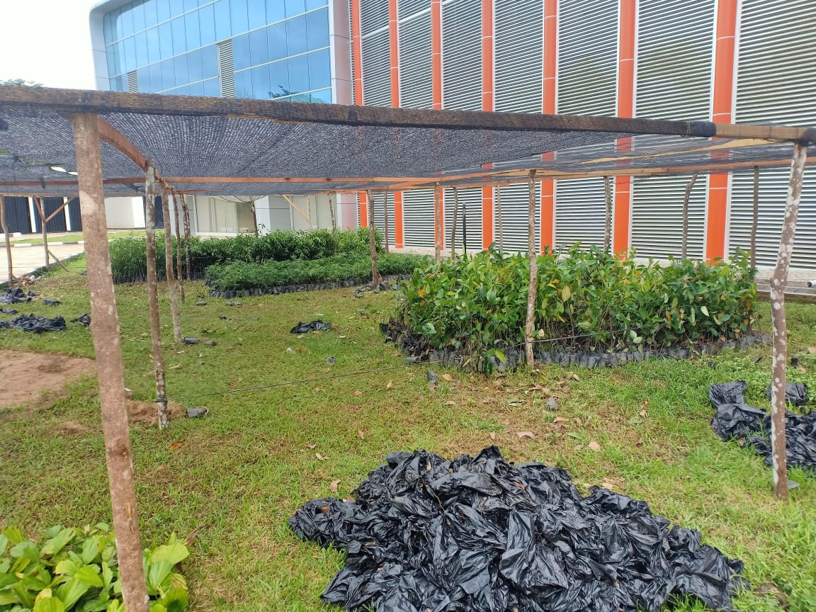 Sebagian bibit di pekarangan DPRD Sijunjung