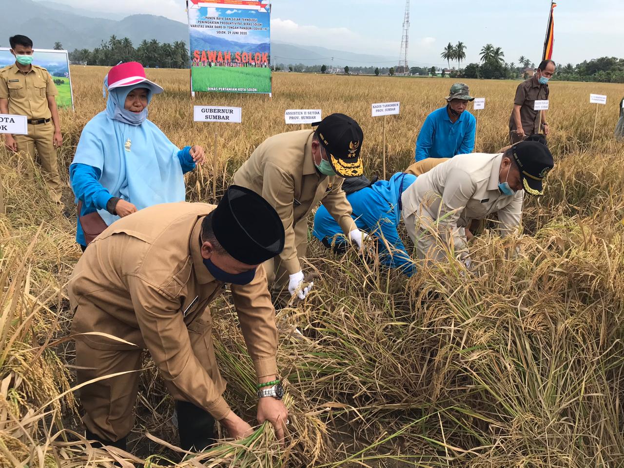 Wagub Nasrul Abit ketika panen perdana di Sawah Solok