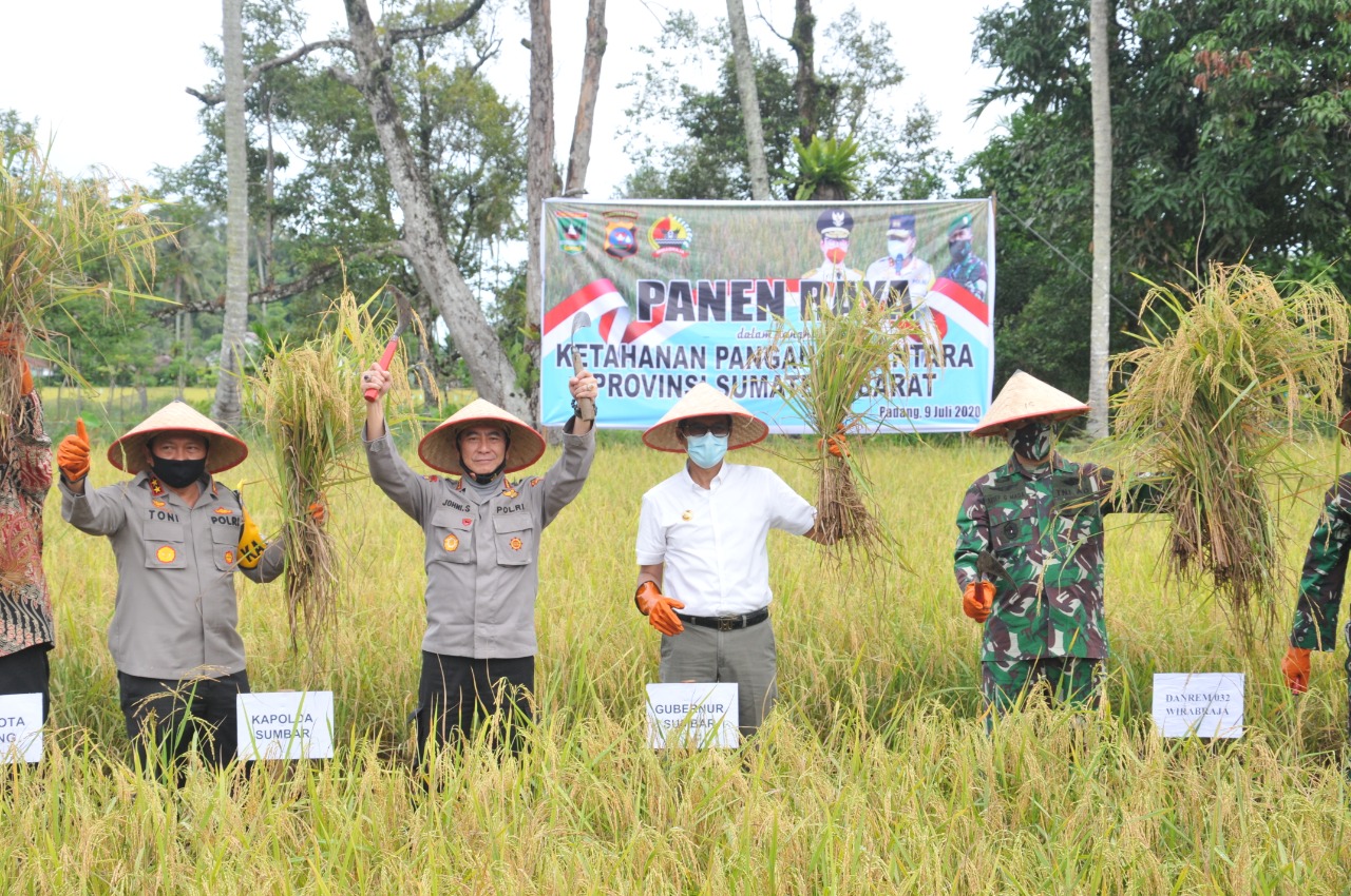 Panen Raya padi, di Sungai Pisang, kota Padang, dilakukan Gubernur Sumbar, Irwan Prayitno (tengah) didampingi pimpinan Polri dan TNI Sumbar, Kamis (9/7/2020).