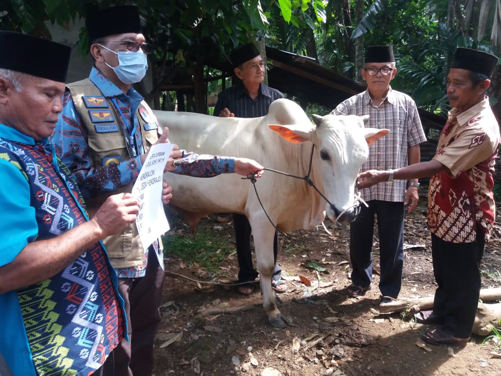 Hendrajoni salurkan sapi kurban