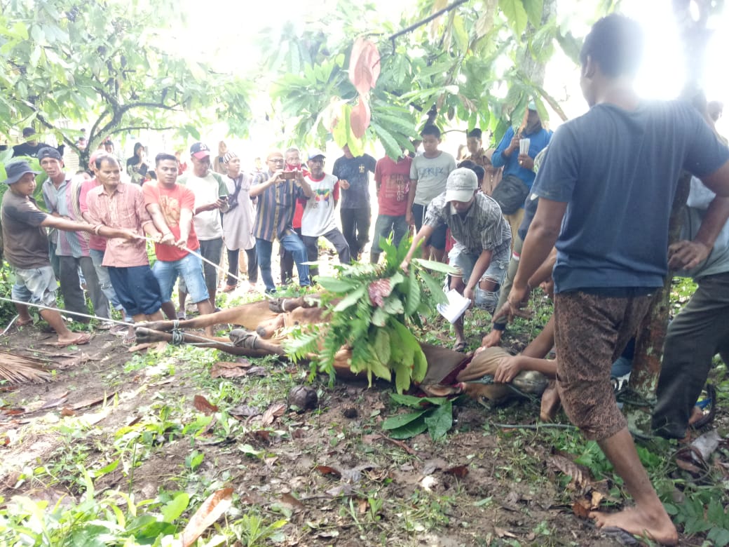 Pemotongan hewan kurban di Mesjid Al Huda, Komplek Perumahan Solok Nan Indah, Tanah Garam