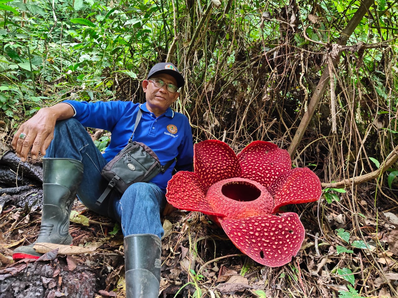 Kepala Balai Konservasi Sumber Daya Alam (BKSDA) Resor Bukittinggi, Vera Ciko, saat berada di lokasi habitat bunga Rafflesia Arnoldii, Batang Palupuh, Agam, Sumbar.