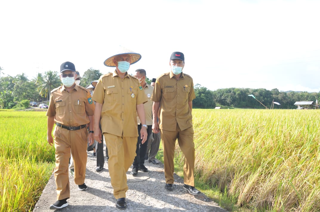 Gubernur Sumbar, Mahyeldi, menghadiri Panen Raya Padi, di desa Talawi Hilie, Sawahlunto, Swlasa (30/3/2021).