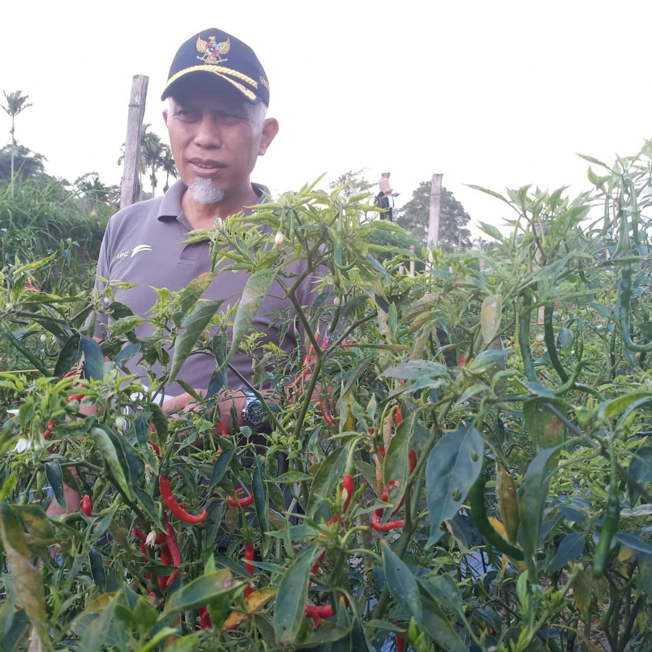 Gubernur Sumbar, Mahyeldi, sempat berkunjung ke kebun cabai merah petani, di desa Lasi Mudo, Pauh, kecmatan Canduang Agam, Minggu (2/5/2021).