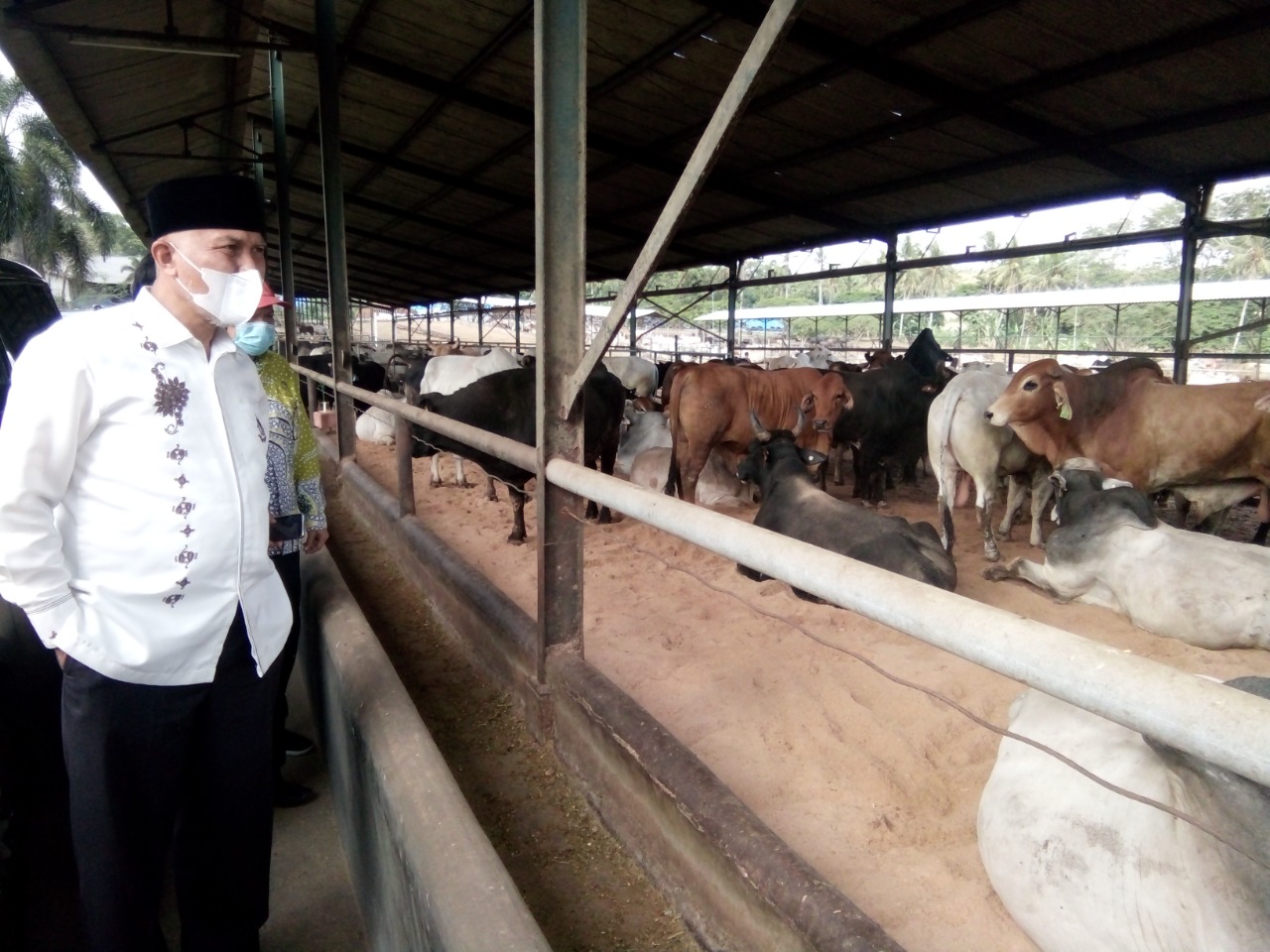 Gubernur Sumbar, Mahyeldi, meninjau lokasi peternakan sapi PT. Juang Jaya Abdi Alam, desa Koto Dalam, kecamatan Sidomulyo, kabupaten Lampung Selatan, Jumat (11/6/2021). 