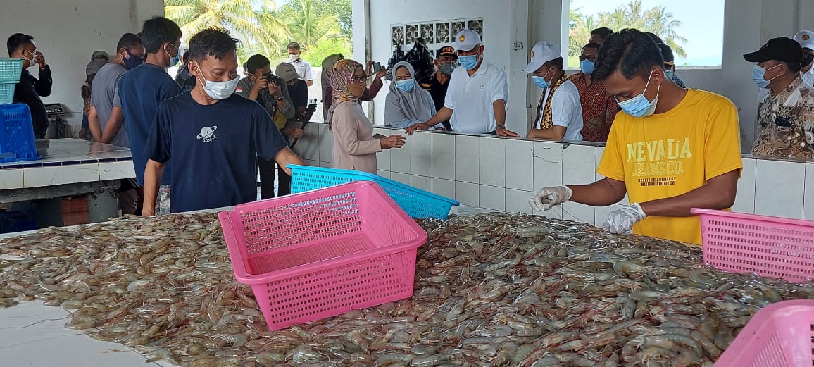 Gubernur Sumbar, Mahyeldi, melihat pengelolaan usaha Tambak Udang, di kabupaten Tanggamus, provinsi Lampung, Sabtu (12/6/2021).