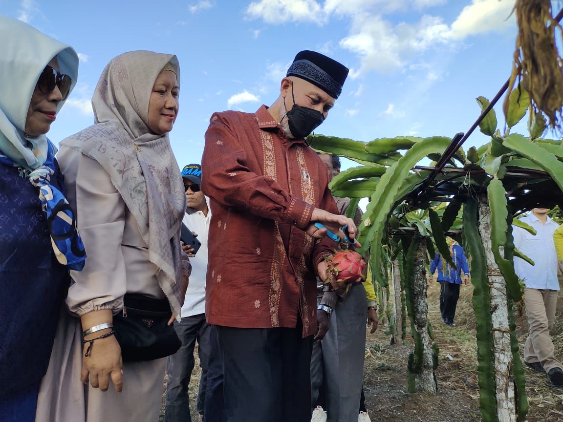 Gubernur Sumbar, Mahyeldi, memetik buah naga, di lahan pertanian Kampung Naga di Nagari Kacang Kabupaten Solok, Rabu (1/12/2021).
