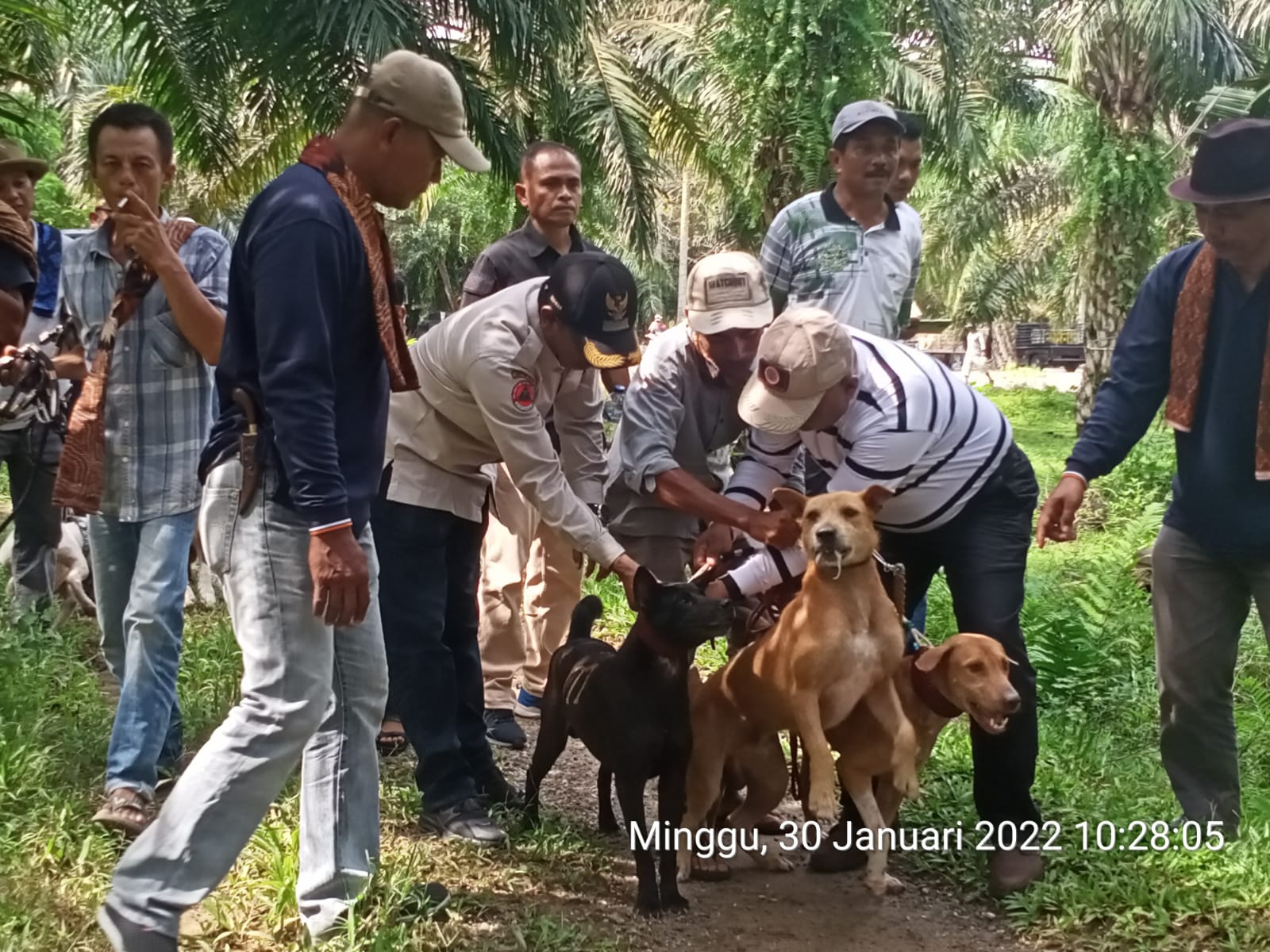 Sekdakab Agam, Edi Busti saat membuka kegiatan buru babi di Nagari Manggopoh, Minggu (30/1/2022).