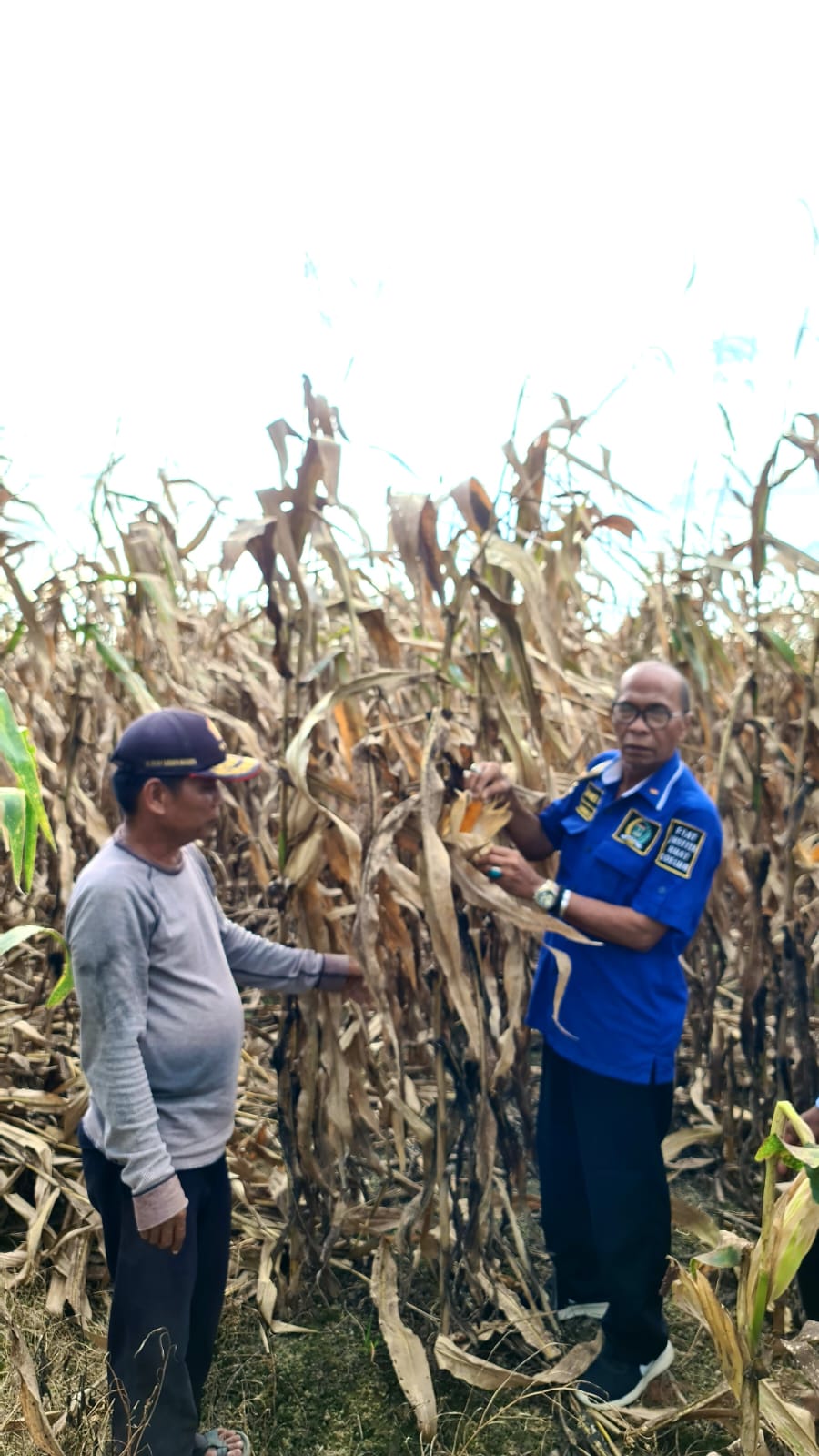 Anggota DPRD Sumbar, HM. Nurnas berada di areal pertanian tanaman jagung yang gagal, di Padang Pariaman, Kamis (17/2/2022).
