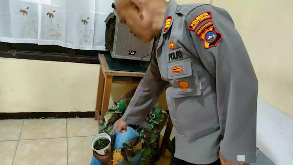 Jajaran Polresta Bukittinggi temukan tanaman ganja oleh residivis warga Agam dibekuk Polisi.