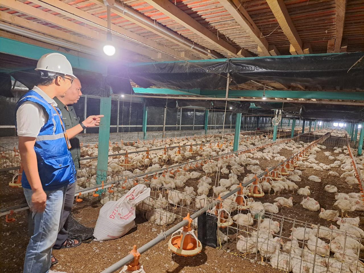 Program _Electrifying Agriculture_ juga meningkatkan produktivitas usaha pembibitan ayam di Muara Enim, Sumatera Selatan. Dengan meningkatkan penggunaan peralatan listrik, usaha tersebut bisa meningkatkan kapasitas produksi hingga 12 persen. Dari yang seb