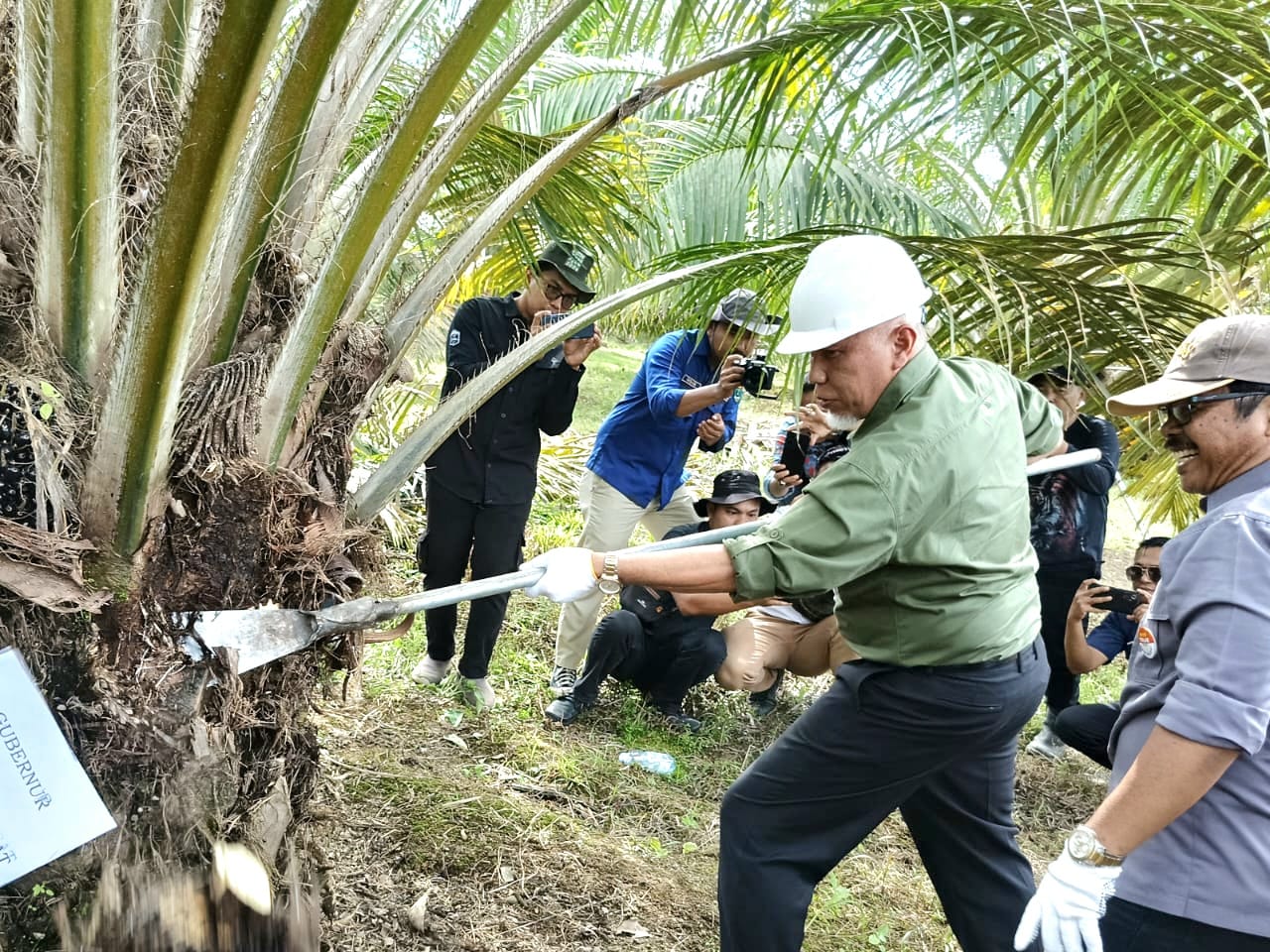 Gubernur Sumbar Mahyeldi ikut melakukan panen perdana kelapa sawit hasil replanting di lahan plasma Koperasi Perkebunan Sawit (KPS) Tompek Tapian Kandis, Kabupaten Agam. Foto Adpsb. 