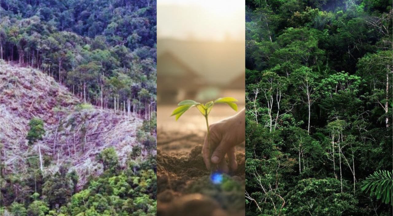 Menanam Pohon, Menuai Keselamatan