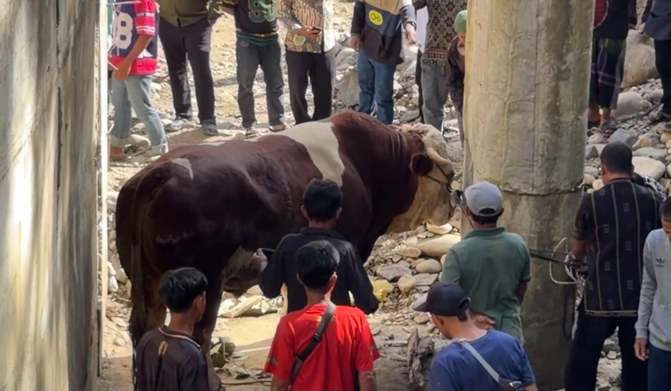 Warga Jorong Pertemuan, Nagari Muaro Sungai Lolo, Kecamatan Mapat Tunggul Selatan, Kabupaten Pasaman, ramai menyaksikan penyembelihan sapi Wagub Sumbar Vasko, seberat 1,2 ton. Foto Adpsb. 