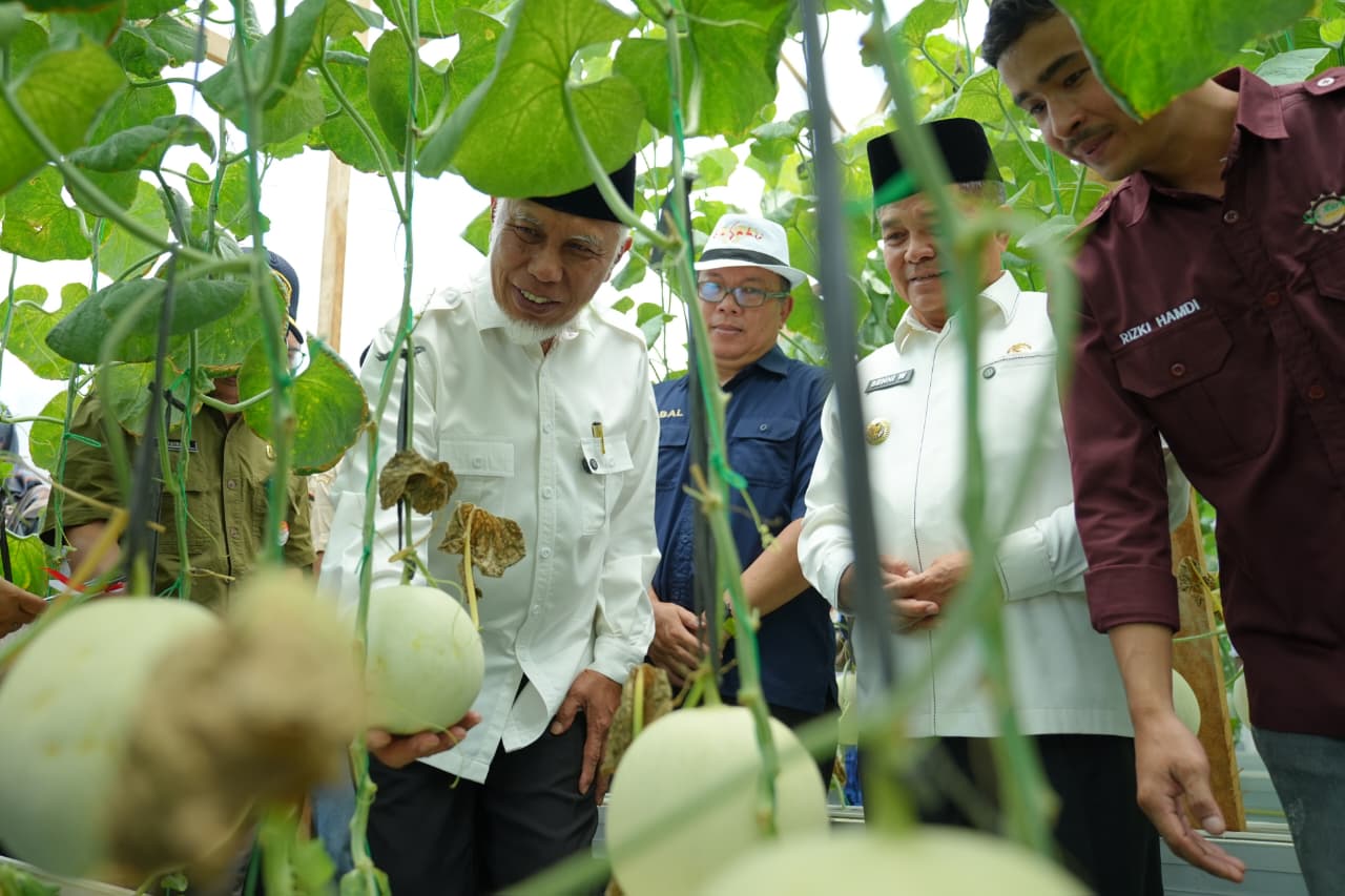 Gubernur Sumbar Mahyeldi (kiri), Kepala Dinas Pangan, Iqbal Ramadi Payana (tengah), Bupati Agam Benni Warlis (kanan), memanen melon di Jorong Surabayo, Nagari Lubuk Basung, Kecamatan Lubuk Basung, Kabupaten Agam jumat (21/8/2026). Foto: Dok. Makopim/David