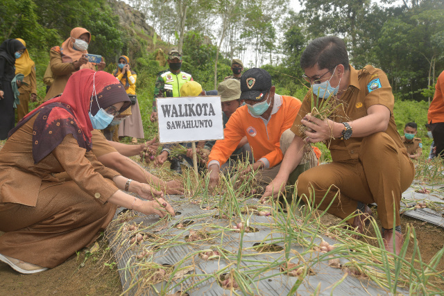 Walikota Sawahlunti panen bawang merah di Desa Kelok Mudiak.