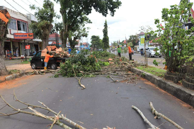 Pemangkasan pohon pelindung di Kota Payakumbuh.