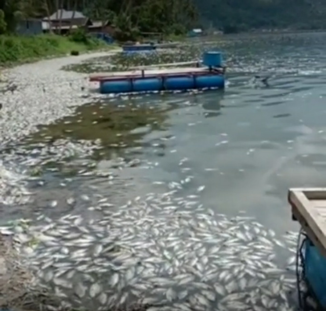 Kondisi saat puluhan ton ikan KJA di Danau Maninjau mati mendadak