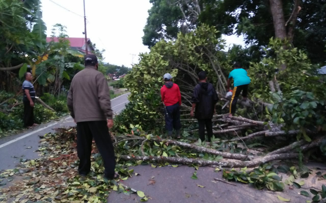 Pohin tumbang akibat angin kencang di Payakumbuh