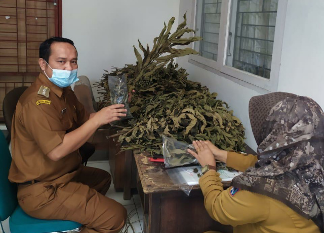 Camat Irwan Suwandi sedang mengemas Daun Sungkai bersama salah seorang ASN