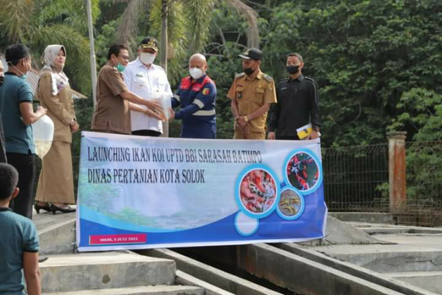 Launching Ikan KOI di UPTD BBI Sarasah Batimpo oleh Walikota Solok Zul Elfian Umar