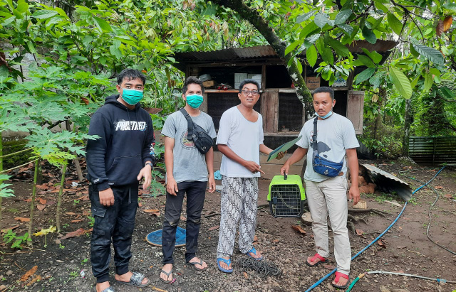 Warga Sundata serahkan Kucing Kuwuk ke BKSDA Resor Pasaman