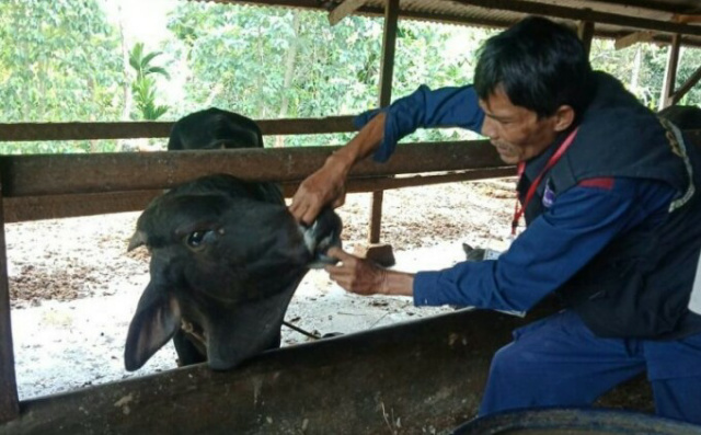 Petugas sedang memeriksa kesehatan hewan Kurban.