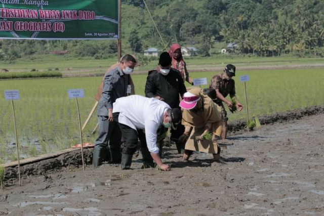 Walikota Solok Zul Elfian Umar melakukan penanaman perdana padi unggul varietas anak daro di areal Sawah Solok - Gawan Kelurahan Tanah Garam Kota Solok