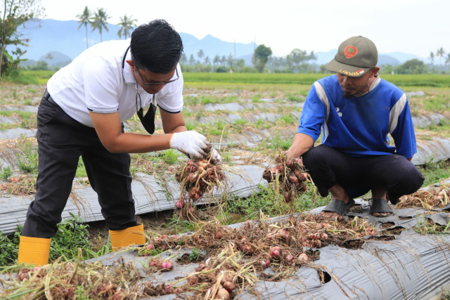 Wakil Wali Kota Erwin Yunaz saat memanen bawang bersama Kelompok Tani Kosiak, di Lingkungan Payolinyam, Kelurahan Tigo Koto Dibaruah, Kecamatan Payakumbuh Utara