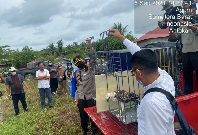 Suasana saat Kapolres Agam, AKBP Dwi Nur Setiawan melepas liarkan elang brontok