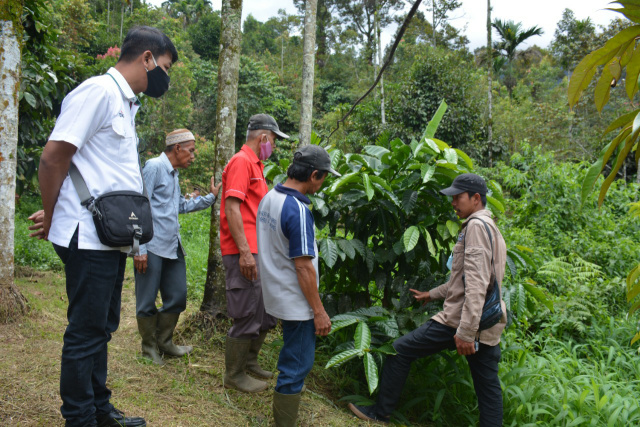 Komunitas Kopi Solok Rajo yang difasilitasi CSR PT Semen Padang ketika meninjau kebun kopi Bancah Sikayan Balumuik baru-baru ini.