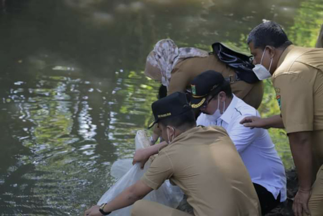 Pelepasan bibit ikan Gariang merupakan pokok pikiran (Pokir) dari anggota DPRD Provinsi Sumbar H. Daswippetra Dt.Manjinjiang Alam