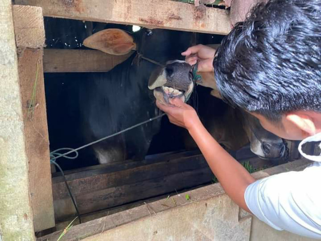 Pemeriksaan hewan kurban oleh petugas Puskeswan