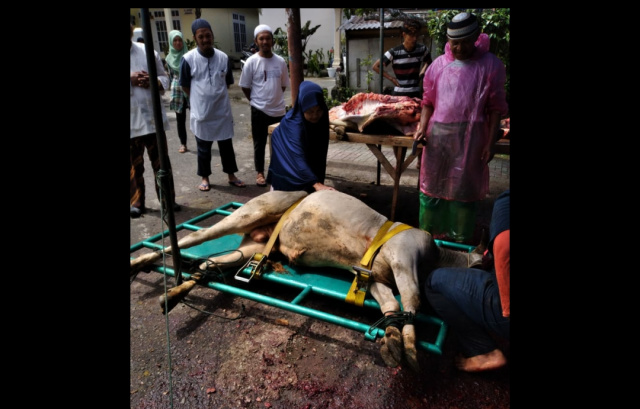 Proses pemotongan hewan Qurban di Masjid Nurul Amri gunakan kandang jepit atau alat peroboh sapi, Sabtu (9/7/2022) pagi.
