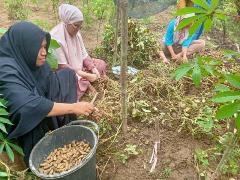 Panen Perdana Kacang Tanah KWT Kemuning Simpang Tiga Desa Muaro Kalaban Sawahlunto, Sabtu (12/11)