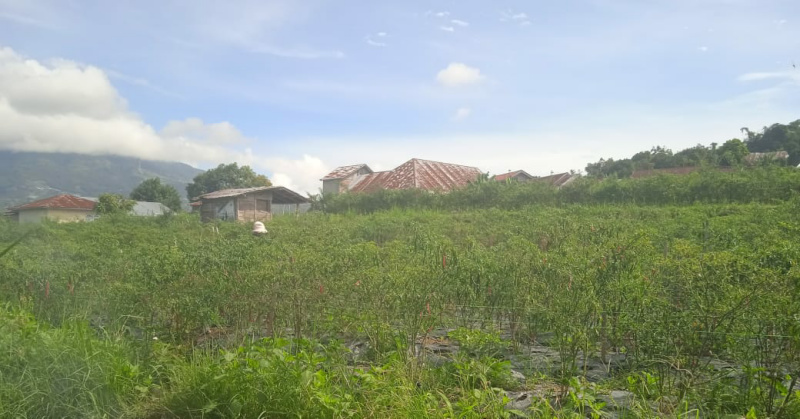Seorang petani tampak tengah lakukan panen cabai, Jumat (26/5/2023) pagi.