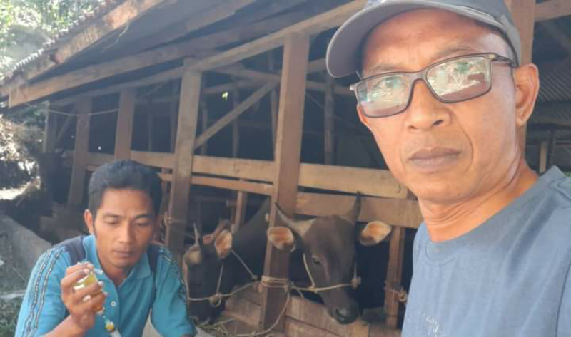 Petugas Dispangtan Kota Padang Panjang periksa calon hewan kurban.
