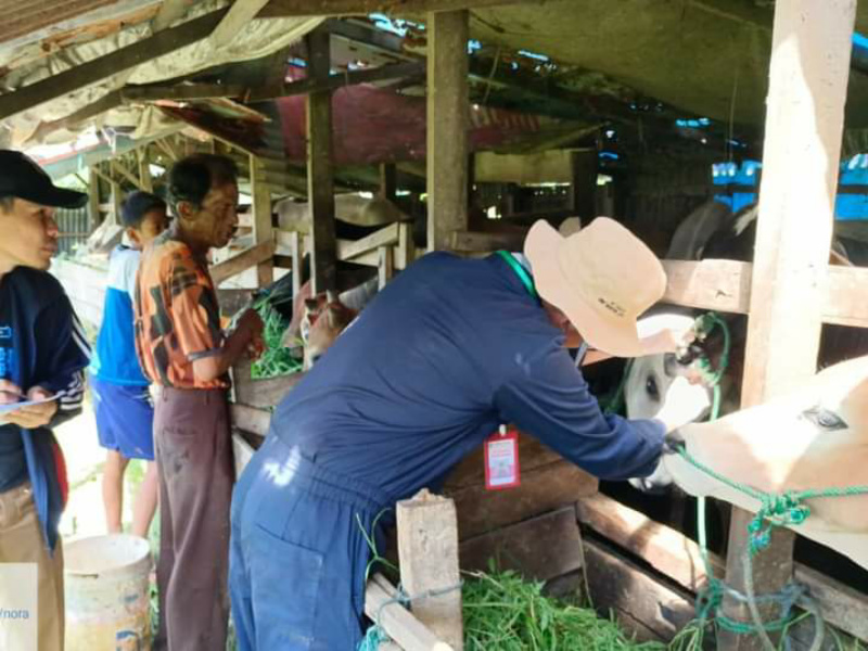 Petugas kesehatan hewan Kota Padang Panjang, saat memeriksa kondisi kesehatan hewan  kurban sebelum dipotong, Selasa (27/6/2023) kemaren.