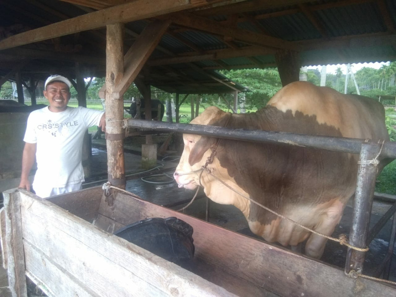 Yose Rizal Bersama Bersama Sapi Miliknya di Desa Talawi Hilia, Kecamatan Talawi