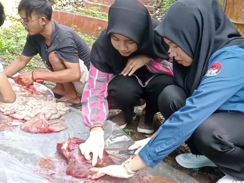 Petugas kesehatan hewann dari Dispangtan Kota Padang Panjang, Kamis (29/6/2023) siang, terlihat tengah memeriksa kondisi daging hewan yang sudah dipotong.